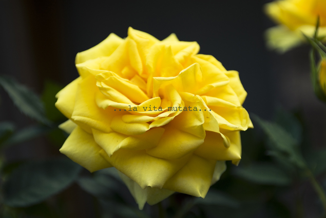 Daniela Perego, …la vita mutata…, 2013, stampa lambda su carta fotografica, cm 80x120