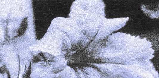 Milano, il Festival Maestrale porta arte, inclusione, ricerca medica a Casa degli Artisti