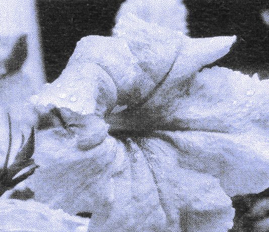 Milano, il Festival Maestrale porta arte, inclusione, ricerca medica a Casa degli Artisti