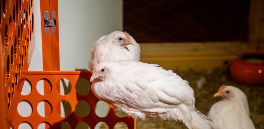 NEWEGG, i pollai di Vedovamazzei per Artissima sono nella villa Liberty