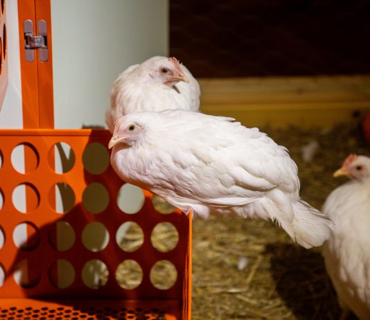 NEWEGG, i pollai di Vedovamazzei per Artissima sono nella villa Liberty