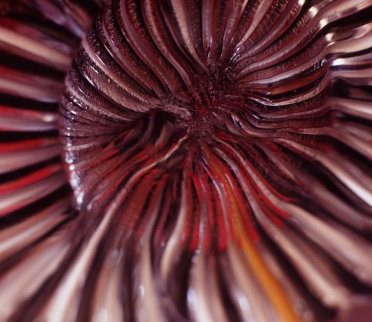 Appunti fotografici di Luigi Ferrigno: uno sguardo profondo sulla Venezia contemporanea