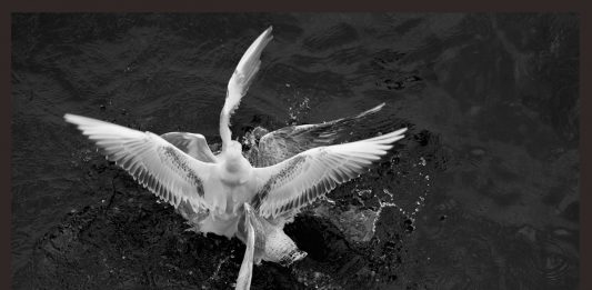 Milano, Loredana Nemes da Podbielski: nella foresta della memoria © Loredana Nemes / Courtesy Podbielski Contemporary, Milan