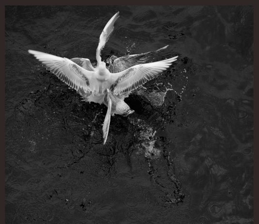 Milano, Loredana Nemes da Podbielski: nella foresta della memoria © Loredana Nemes / Courtesy Podbielski Contemporary, Milan