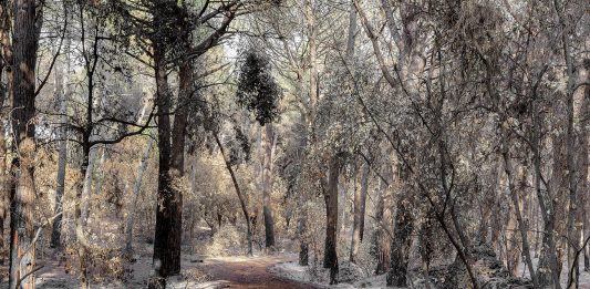 Le ceneri della speranza: l’incendio del Vesuvio nelle fotografie di Maurizio Esposito al MANN Maurizio Esposito, Vesuvio 11 luglio 2017, MANN