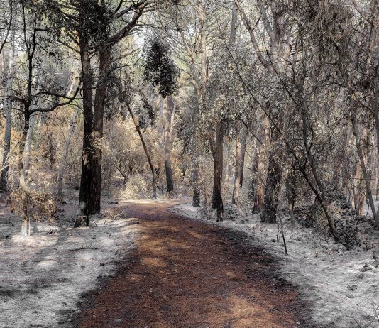 Le ceneri della speranza: l’incendio del Vesuvio nelle fotografie di Maurizio Esposito al MANN Maurizio Esposito, Vesuvio 11 luglio 2017, MANN