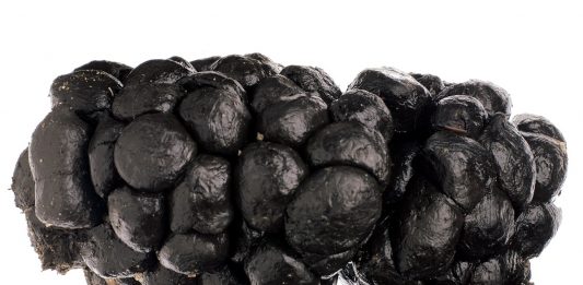 CACAS: a Milano, la mostra di Oliviero Toscani, per infrangere un tabù Oliviero Toscani, Cacca di lama, 1998. Courtesy the artist