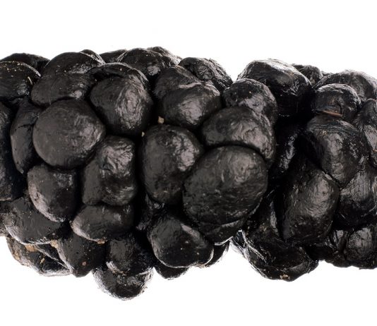 CACAS: a Milano, la mostra di Oliviero Toscani, per infrangere un tabù Oliviero Toscani, Cacca di lama, 1998. Courtesy the artist