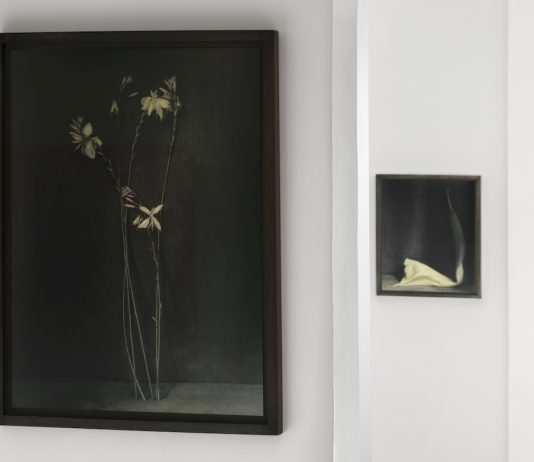 È solo un fiore? Ingar Krauss torna a Roma con la mostra “Deep Blossom”