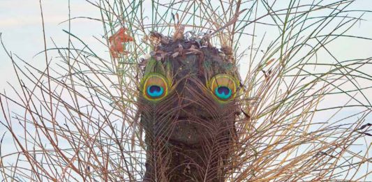 Danza, teatro e arti performative accendono il Festival di Spoleto 2024