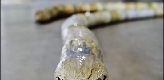 Milano Art Week 2024, mappa #2: un giro a est del centro, con le aperture di oggi Immagine della mostra Chiara Camoni: Chiamare a raduno. Sorelle. Falene e fiammelle. Ossa di leonesse, pietre e serpentesse, Pirelli HangarBicocca, Milano, 2024 - Ph. Agostino Osio - Courtesy l’artista e Pirelli HangarBicocca