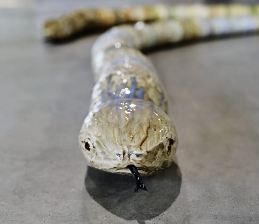 Milano Art Week 2024, mappa #2: un giro a est del centro, con le aperture di oggi Immagine della mostra Chiara Camoni: Chiamare a raduno. Sorelle. Falene e fiammelle. Ossa di leonesse, pietre e serpentesse, Pirelli HangarBicocca, Milano, 2024 - Ph. Agostino Osio - Courtesy l’artista e Pirelli HangarBicocca