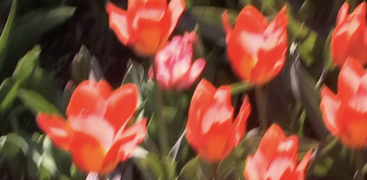 Requiem, l’ultima opera video di Jonas Mekas arriva a Venezia Jonas Mekas Venezia