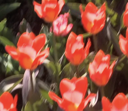 Requiem, l’ultima opera video di Jonas Mekas arriva a Venezia Jonas Mekas Venezia