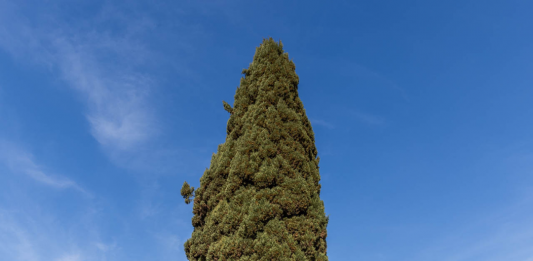 EMoT: a Roma arriva il nuovo Museo diffuso degli Alberi EMOT - Museo degli Alberi