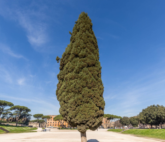 EMoT: a Roma arriva il nuovo Museo diffuso degli Alberi EMOT - Museo degli Alberi