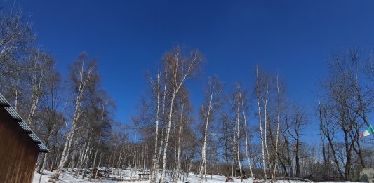 Radis, un nuovo progetto di arte pubblica diffuso in Piemonte Chiot Rosa, l'area del primo intervento di Giulia Cenci per Radis
