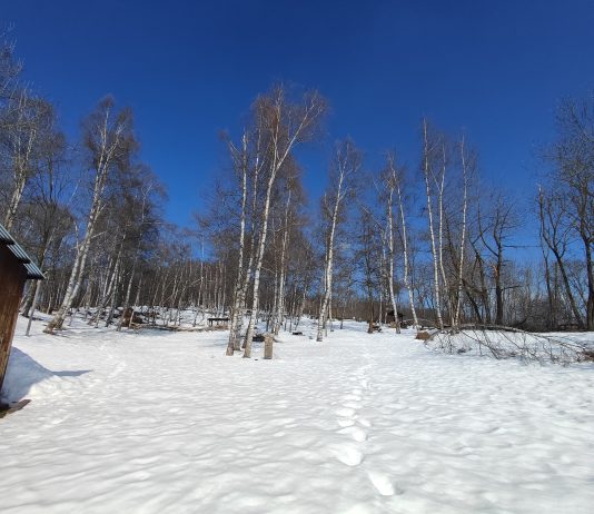 Radis, un nuovo progetto di arte pubblica diffuso in Piemonte Chiot Rosa, l'area del primo intervento di Giulia Cenci per Radis