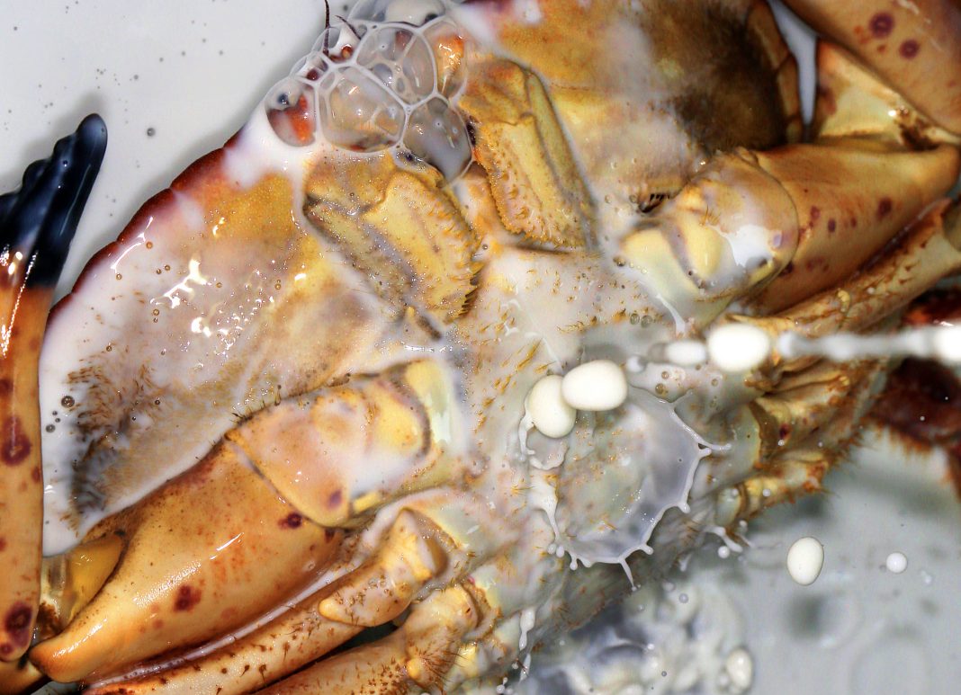 Immagine exibart segnala_Mostra Ibridazioni di Sara Scanderebech