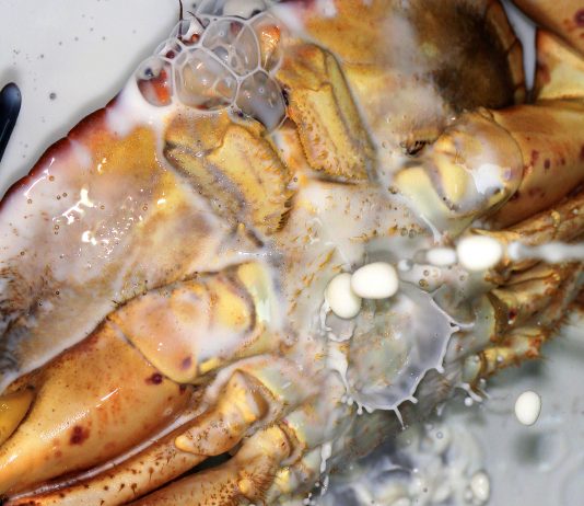 Ibridazioni: la mostra di Sara Scanderebech per exibart digital gallery