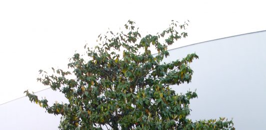 Ballad for Ten Trees: intervista a Massimo Bartolini in occasione della sua performance a Venezia