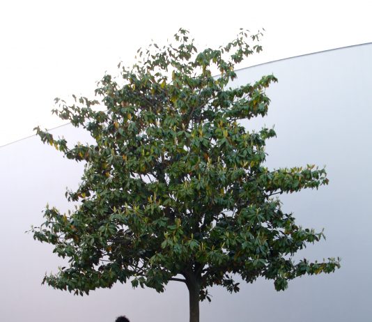 Ballad for Ten Trees: intervista a Massimo Bartolini in occasione della sua performance a Venezia