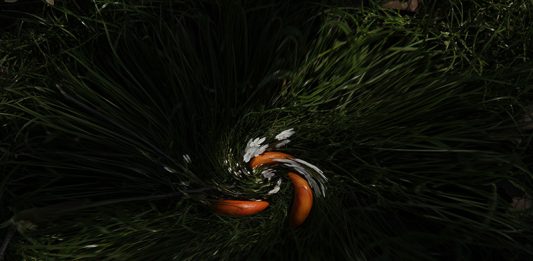 Tenderness is Reserved for the Unpredictable performance delle artiste Sanjeshka e Dejana Pupovac 23, 24, 25 Maggio a Bologna, Padiglione dell’Esprit Nouveau e a New York presso NYSS project space