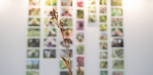 Storia resistente delle orchidee: Silvia Cini all’Orto Botanico di Roma Silvia Cini, Avant que nature meure, exhibition view, Orto Botanico, Roma, 2024, ph. credit Sofia Basso