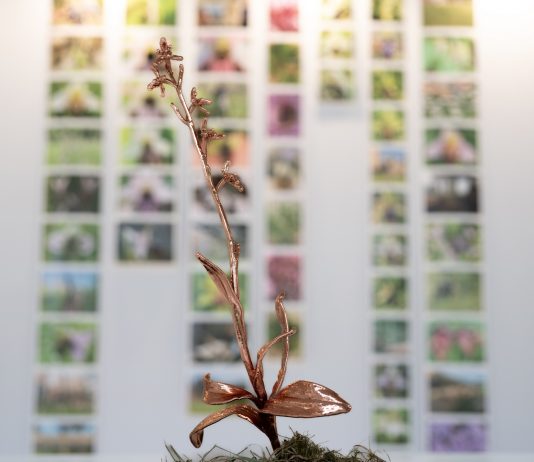 Storia resistente delle orchidee: Silvia Cini all’Orto Botanico di Roma Silvia Cini, Avant que nature meure, exhibition view, Orto Botanico, Roma, 2024, ph. credit Sofia Basso