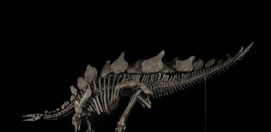 Sotheby’s, all’asta uno Stegosauro stimato fino a $ 6 milioni stegosauro asta