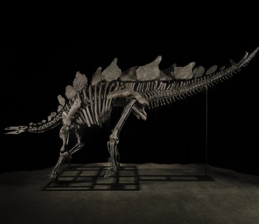 Sotheby’s, all’asta uno Stegosauro stimato fino a $ 6 milioni stegosauro asta