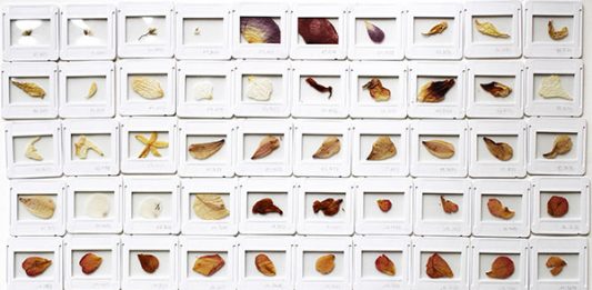 Al via l’ottava edizione del PREMIO ARTE ACQUA DELL’ELBA 2024