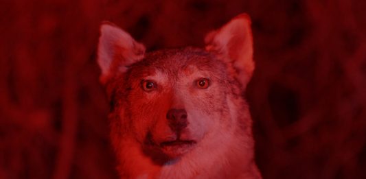 Visio 2024: aperta la call di residenze per le immagini in movimento