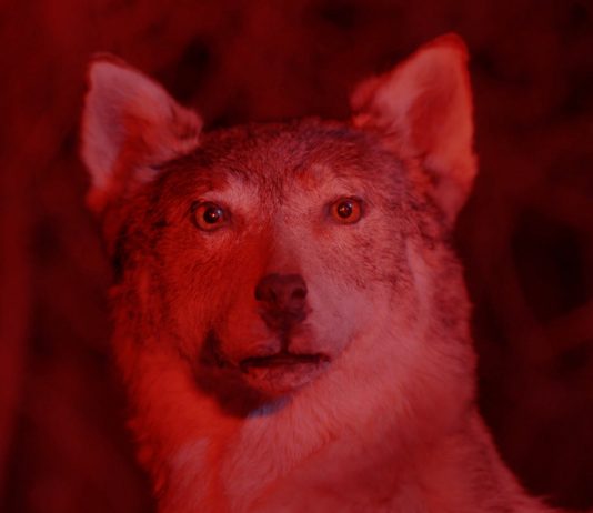 Visio 2024: aperta la call di residenze per le immagini in movimento