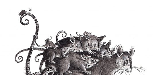 Animali immaginari di Andrea Carlo Pedrazzini, da scoprire a Casa Bucci di Pesaro