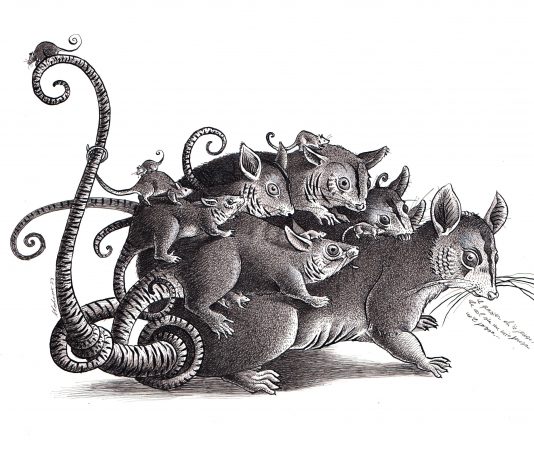 Animali immaginari di Andrea Carlo Pedrazzini, da scoprire a Casa Bucci di Pesaro