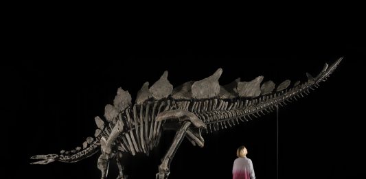Lo Stegosauro di Sotheby’s è stato venduto per la cifra record di $ 44,6 milioni dinosauro record