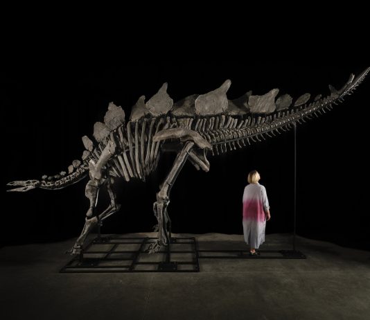 Lo Stegosauro di Sotheby’s è stato venduto per la cifra record di $ 44,6 milioni dinosauro record