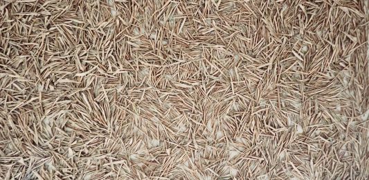 herman de vries: è suo il secondo appuntamento di Dep Art Out a Ceglie Messapica