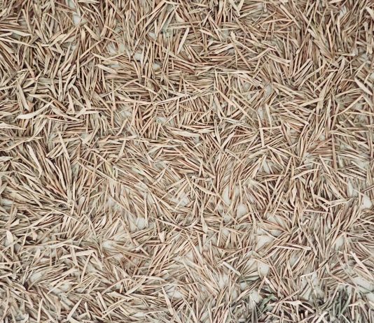 herman de vries: è suo il secondo appuntamento di Dep Art Out a Ceglie Messapica