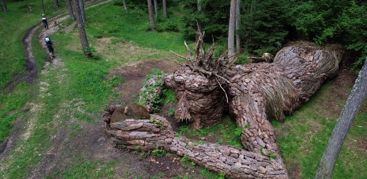 A tu per tu con Massimiliano Rosa: una rete dei parchi d’arte trentini è possibile?