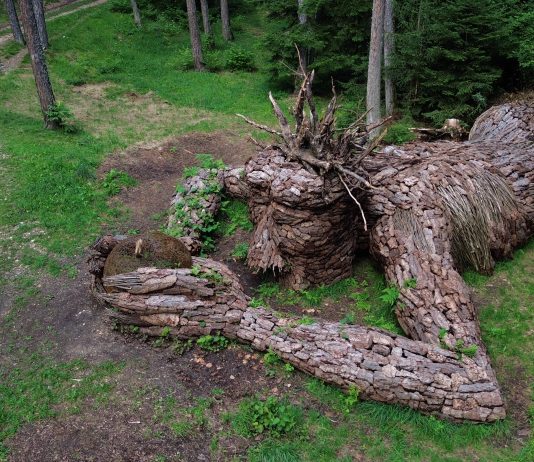 A tu per tu con Massimiliano Rosa: una rete dei parchi d’arte trentini è possibile?