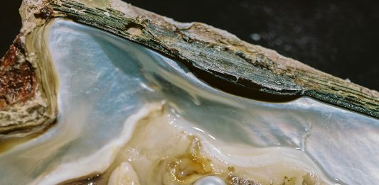 PhMuseum Days 2024, il festival della fotografia di Bologna celebra il dettaglio