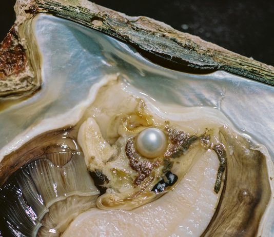 PhMuseum Days 2024, il festival della fotografia di Bologna celebra il dettaglio