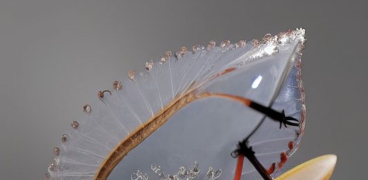 UMWELT: Una mostra collettiva su arte, tecnoscienza, espressioni non-umane di intelligenza e ambienti collettivi naturali e artificiali inaugura a Modena il 13 settembre