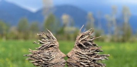 Dal 4 al 6 ottobre 2024 torna Milano Scultura e cambia pelle. L’unica fiera italiana dedicata alle arti plastiche si trasferisce tra gli splendori sette-ottocenteschi di Villa Bagatti Valsecchi a Varedo (MB)