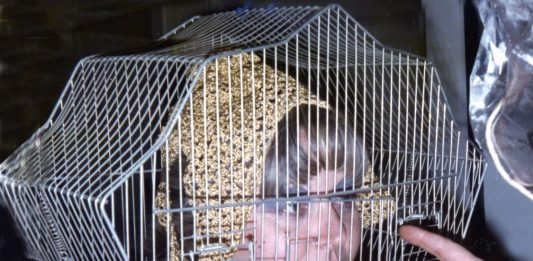 XX Giornata del Contemporaneo: un programma all’insegna dell’inclusività