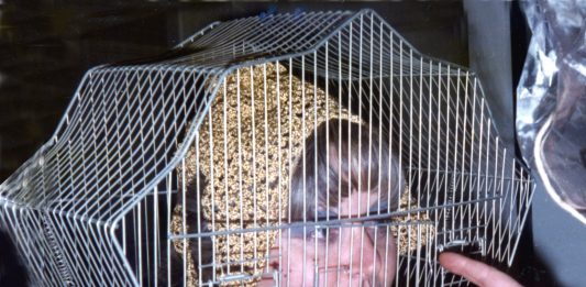 Donna in gabbia: l’opera di Tomaso Binga per la Giornata del Contemporaneo