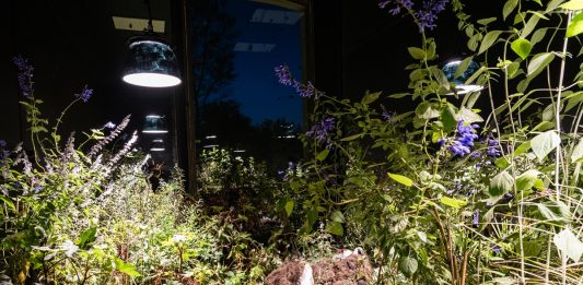 Mutual Aid: al Castello di Rivoli, arte e prospettive di collaborazione interspecie