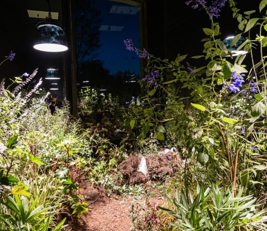 Mutual Aid: al Castello di Rivoli, arte e prospettive di collaborazione interspecie